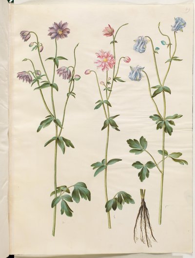 Aquilegia vulgaris (kolumbína obecná) od Hans Simon Holtzbecker