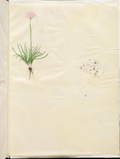 Armeria maritima (běžná anglická tráva) od Hans Simon Holtzbecker