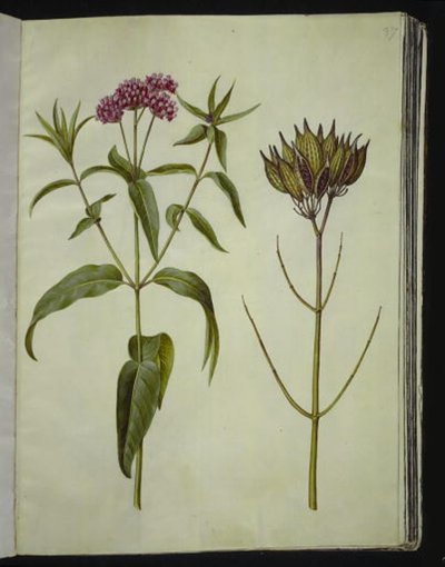 Asclepias incarnata (růže-hedvábná rostlina) od Hans Simon Holtzbecker