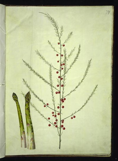 Asparagus officinalis (chřest obyčejný) od Hans Simon Holtzbecker