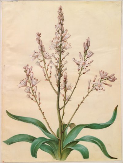 Asphodel ramosus (zelený narcis) od Hans Simon Holtzbecker
