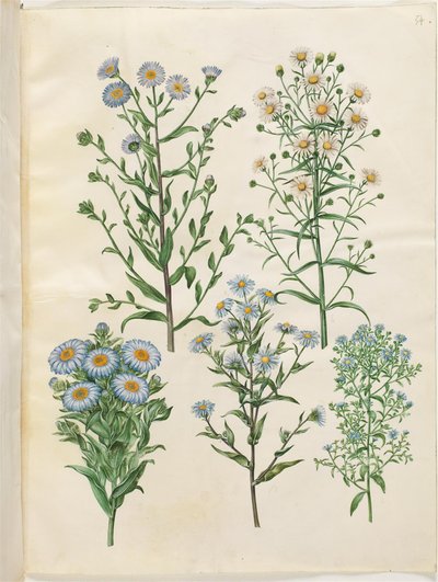 Aster amellus (panenské astry); Symphyotrichum novi-Belgii (nybelgiské astry); Novoanglické symphyotrichum (nyengelské astry); Symphyotrichum dumosum (pude-astry); Symphyotrichum ericoides (lyng-asters) od Hans Simon Holtzbecker