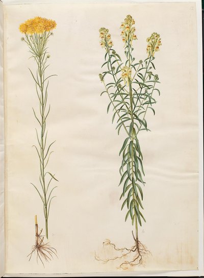 Aster linosyris (zlatovlasé astry); Linaria vulgaris (treska obecná) od Hans Simon Holtzbecker