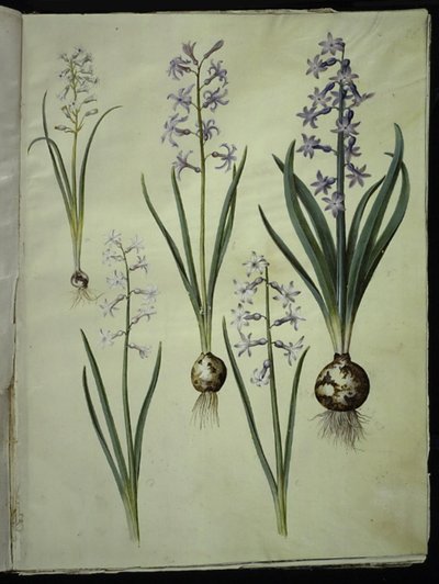 Brimeura amethystina (pyrenejská modř); Orientální hyacint (Almindelig hyacint) od Hans Simon Holtzbecker