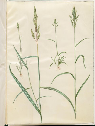 Bromus ječmen (blød hejre); Phalaris arundinacea od Hans Simon Holtzbecker
