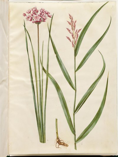 Butomus umbellatus (svíce nevěsty); Phragmites australis (rákos obecný) od Hans Simon Holtzbecker