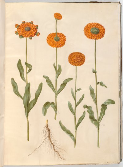 Calendula officinalis (měsíček zahradní) od Hans Simon Holtzbecker