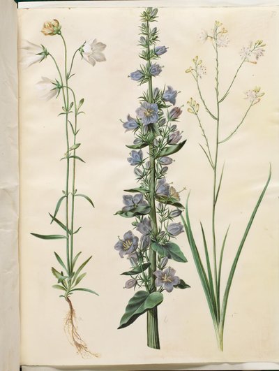 Campanula persicifolia (smalbladet kloke); Pyramidový zvon (pyramide-klokke); Anthericum ramosum (ještěr hnědý) od Hans Simon Holtzbecker