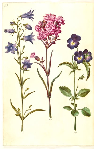 Campanula rotundifolia (zvonek); Silene viscaria (hřebíček obecný); Viola tricolor (maceška obecná) od Hans Simon Holtzbecker