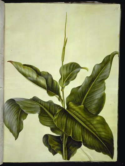 kanna (oko) od Hans Simon Holtzbecker