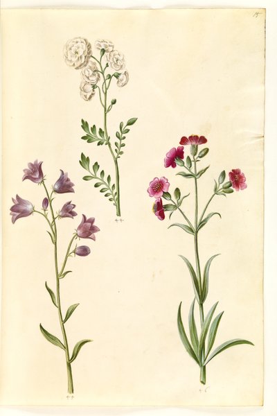 Cardamine pratensis (řeřicha luční); Campanula rotundifolia (?) (zvonek trpící); Silene vulgaris (?) (můra močového měchýře) od Hans Simon Holtzbecker