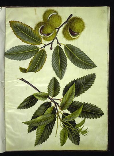 Castanea sativa (pravý kaštan) od Hans Simon Holtzbecker