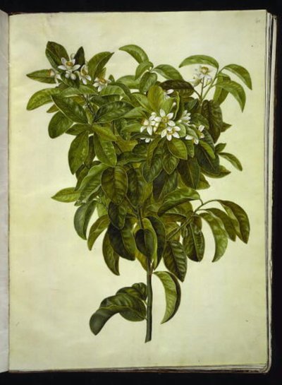 Citrus limon (běžný citron) od Hans Simon Holtzbecker