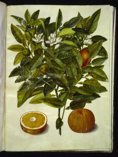 Citrus sinensis (pomeranč) od Hans Simon Holtzbecker
