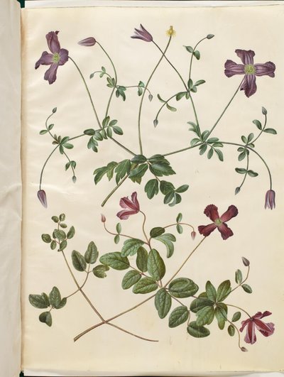 Clematis viticella (italsky skovranke) od Hans Simon Holtzbecker