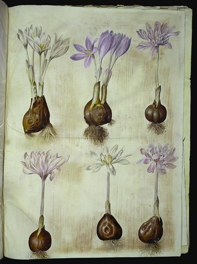Colchicum autumnale (høst-tidløs) od Hans Simon Holtzbecker