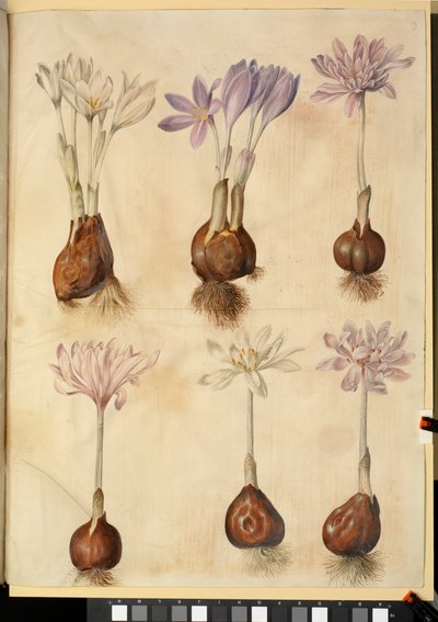 Colchicum autumnale od Hans Simon Holtzbecker