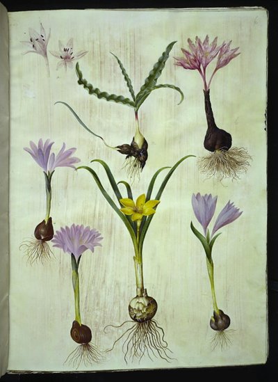 Colchicum pestré (plettet tidløs); Bulbocodium vernum (vår-lysblomst); Sternbergia lutea (almindelig sternbergia) od Hans Simon Holtzbecker