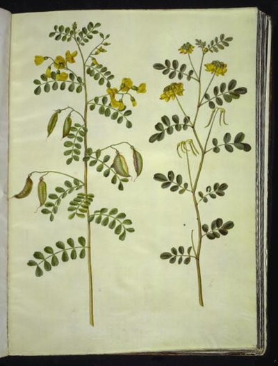 Colutea arborescens (měchýřník obecný); Hippocrepis emerus (keřová podkova) od Hans Simon Holtzbecker