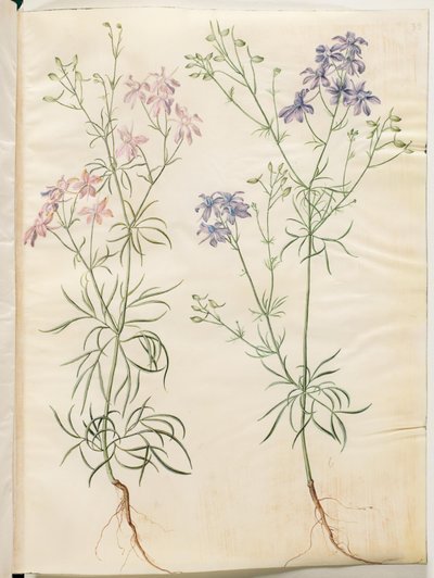 Consolida Regalis (Korn-Riedersfoor) od Hans Simon Holtzbecker