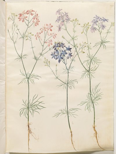 Consolida Regalis (Korn-Riedersfoor) od Hans Simon Holtzbecker