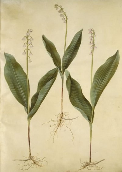 Convallaria majalis (lilie); Convallaria majalis (odrůda konvalinky) od Hans Simon Holtzbecker