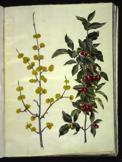 Cornus mas (dřín třešňový) od Hans Simon Holtzbecker