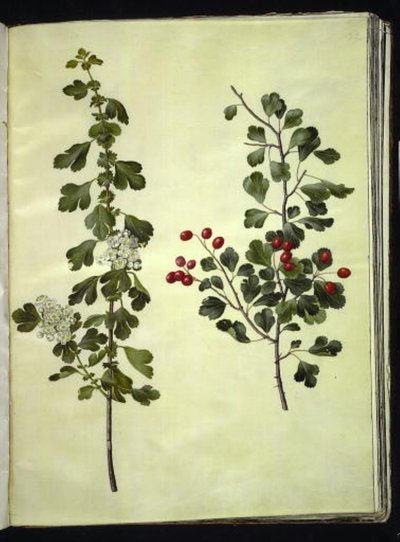 Crataegus laevigata (hloh obecný) od Hans Simon Holtzbecker