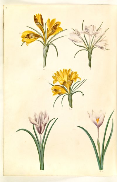 Crocus úzkolistý (balkánský krokus); Crocus versicolor (alpe-crocus); Jarní krokus (?) (vår-krokus) od Hans Simon Holtzbecker