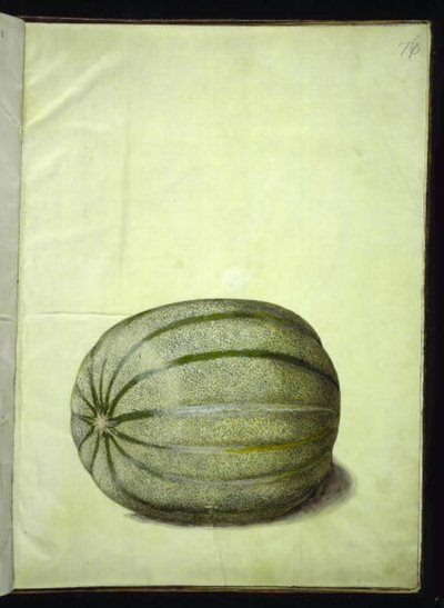 Cucumis melo (meloun) od Hans Simon Holtzbecker