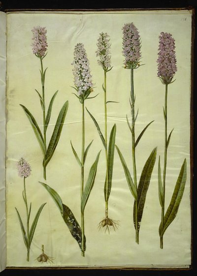 Dactylorhiza maculata (bylina kukačky skvrnité) od Hans Simon Holtzbecker