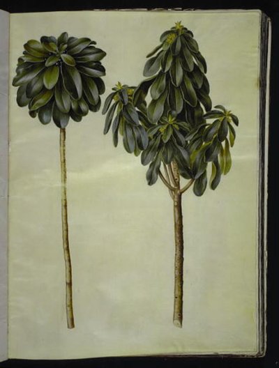 Daphne laureola (laurel-daphne) od Hans Simon Holtzbecker