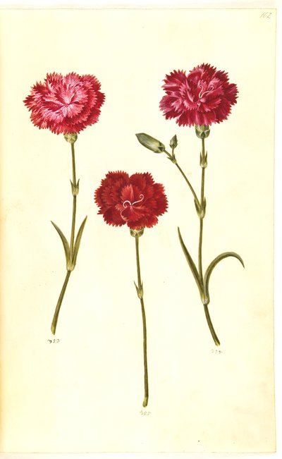 Dianthus caryophyllus (zahradní karafiát) od Hans Simon Holtzbecker