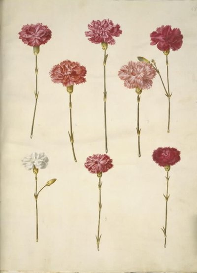 Dianthus caryophyllus (zahradní karafiát) od Hans Simon Holtzbecker
