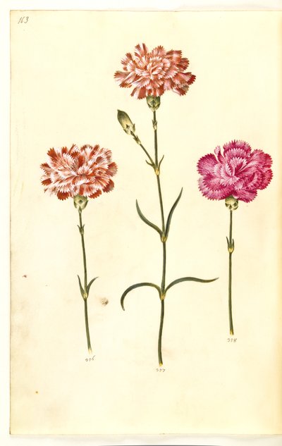 Dianthus caryophyllus (zahradní karafiát) od Hans Simon Holtzbecker