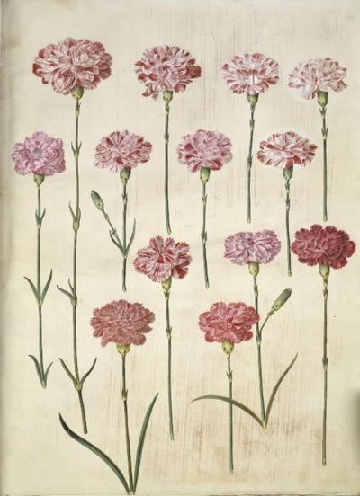 Dianthus caryophyllus (zahradní karafiát) od Hans Simon Holtzbecker