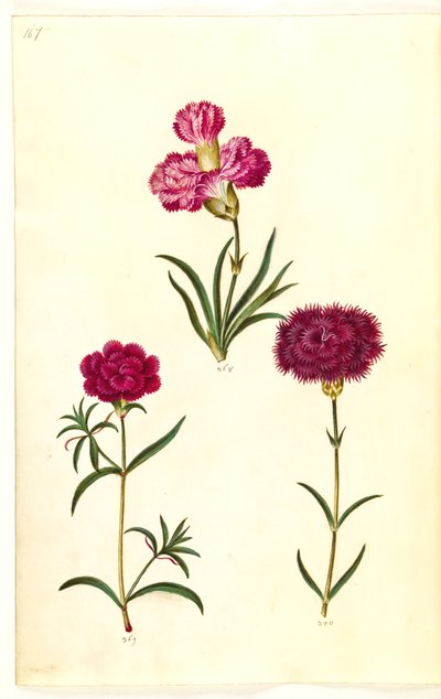 Dianthus caryophyllus (zahradní karafiát) od Hans Simon Holtzbecker