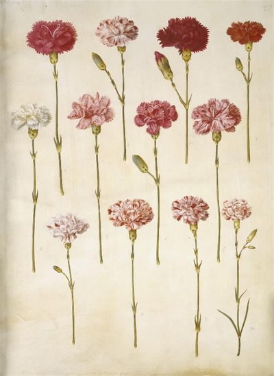 Dianthus caryophyllus (zahradní karafiát) od Hans Simon Holtzbecker