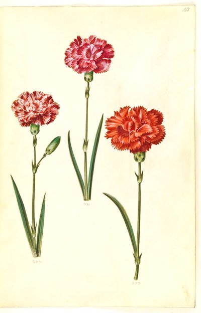 Dianthus caryophyllus (zahradní karafiát) od Hans Simon Holtzbecker