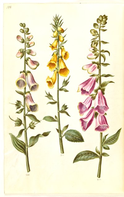 Digitalis purpurea (náprstník obecný); Digitalis grandiflora (náprstník velkokvětý) od Hans Simon Holtzbecker