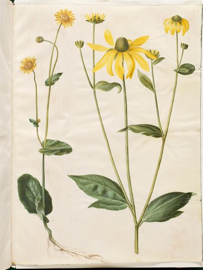 Doronicum pardalianches (hjertebladet gemserod); Rudbeckia laciniata (fliget solhat) od Hans Simon Holtzbecker