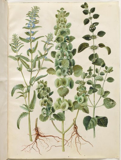Dracocephalum moldavica (hlava moldavského draka); Moluccella spinosa (věžový nálevkovitý pohár); Meduňka lékařská (Melissa officinalis) od Hans Simon Holtzbecker