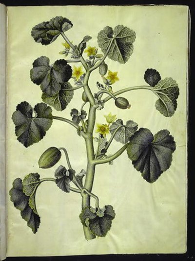 Ecballium elaterium od Hans Simon Holtzbecker