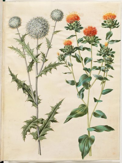 Echinops sphaerocephalus (almindelig tidselkugle); Barvení světlice barvířské (gul saflortidsel) od Hans Simon Holtzbecker