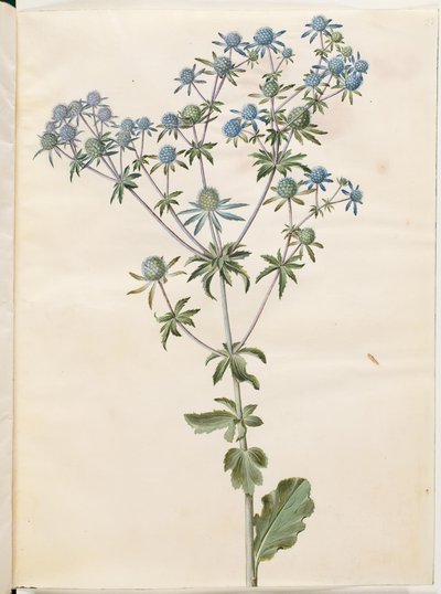 Ploché eryngium (have-mandstro) od Hans Simon Holtzbecker