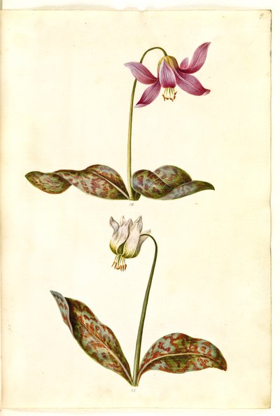 Erythronium dens-canis (skutečný psí zub) od Hans Simon Holtzbecker