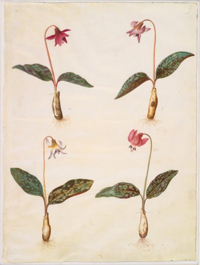 Erythronium dens-canis (skutečný psí zub) od Hans Simon Holtzbecker