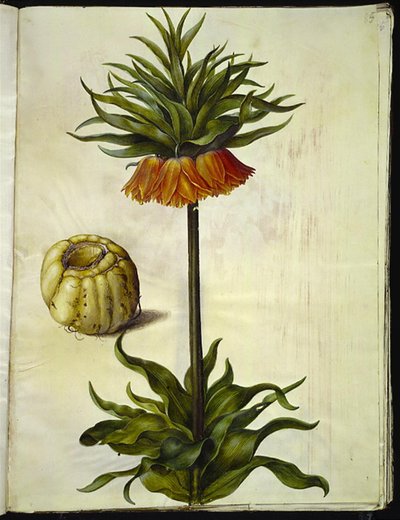 Fritillaria imperialis (korunní císař) od Hans Simon Holtzbecker