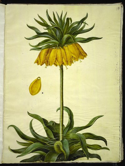 Fritillaria imperialis (korunní císař) od Hans Simon Holtzbecker