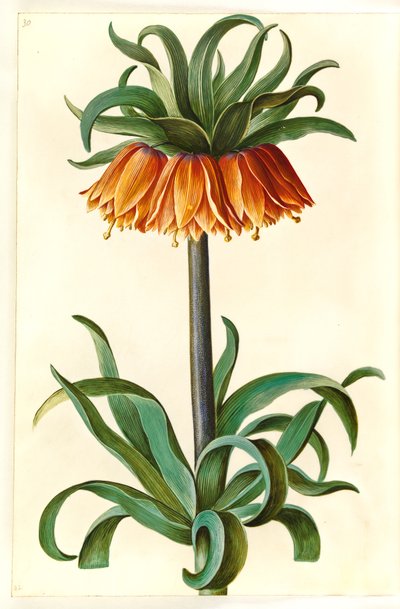 Fritillaria imperialis (korunní císař) od Hans Simon Holtzbecker